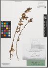 Foto von Salix triandra L.